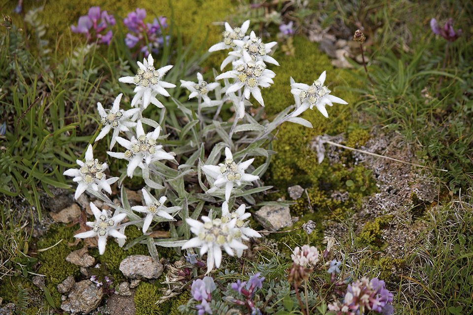 Edelweiss (Leontopodium spec.) weiss
