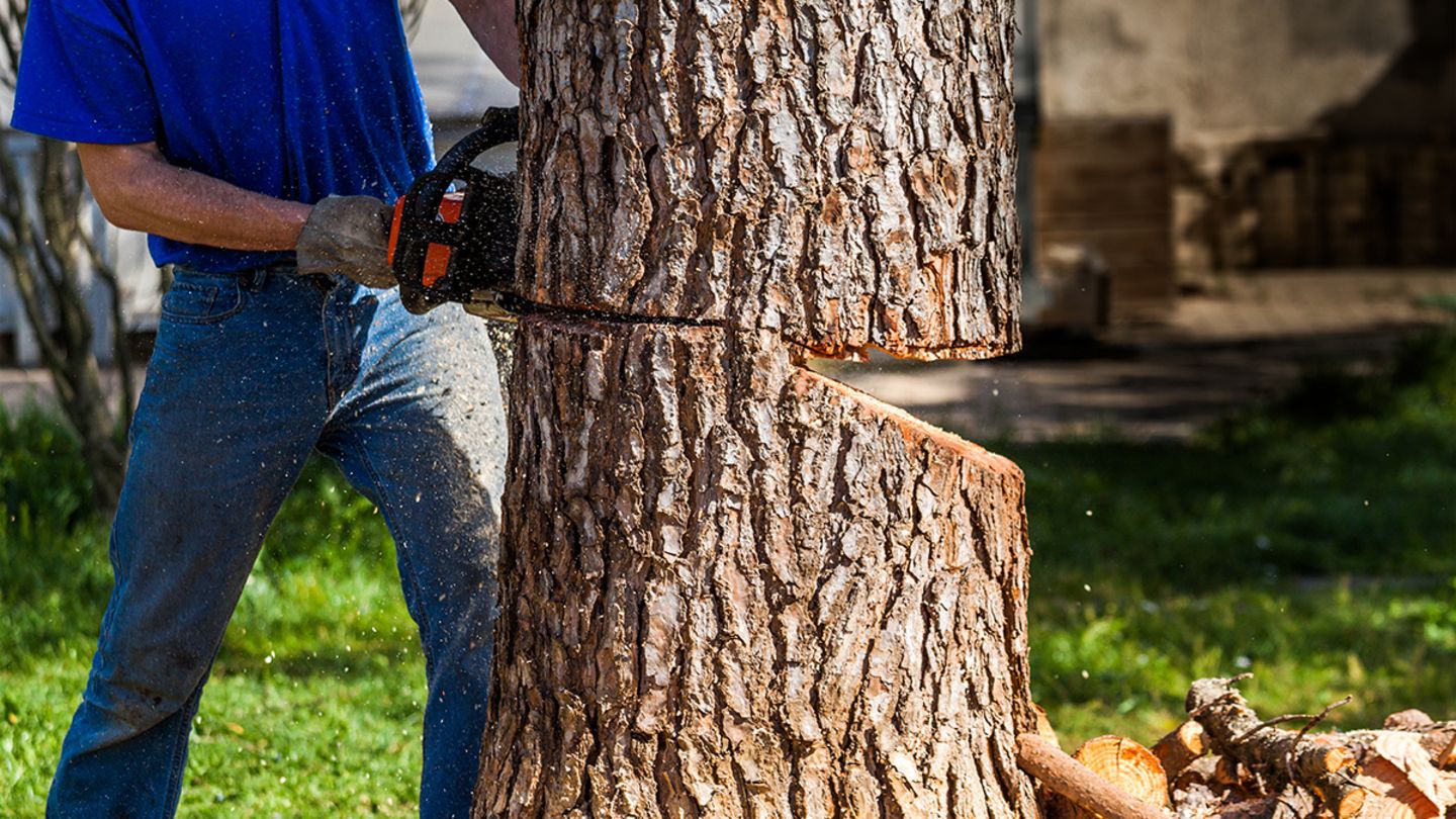 Baum fällen: Wann es erlaubt ist, wie es geht & vieles mehr - [SCHÖNER