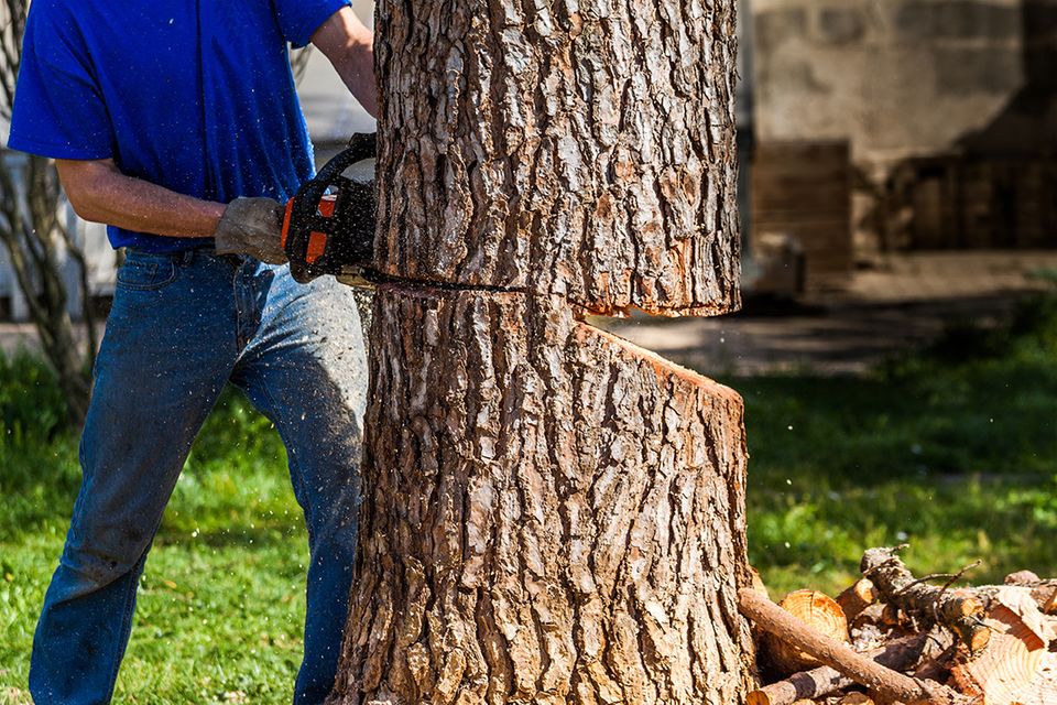 Baum fällen mit drei Schnitten