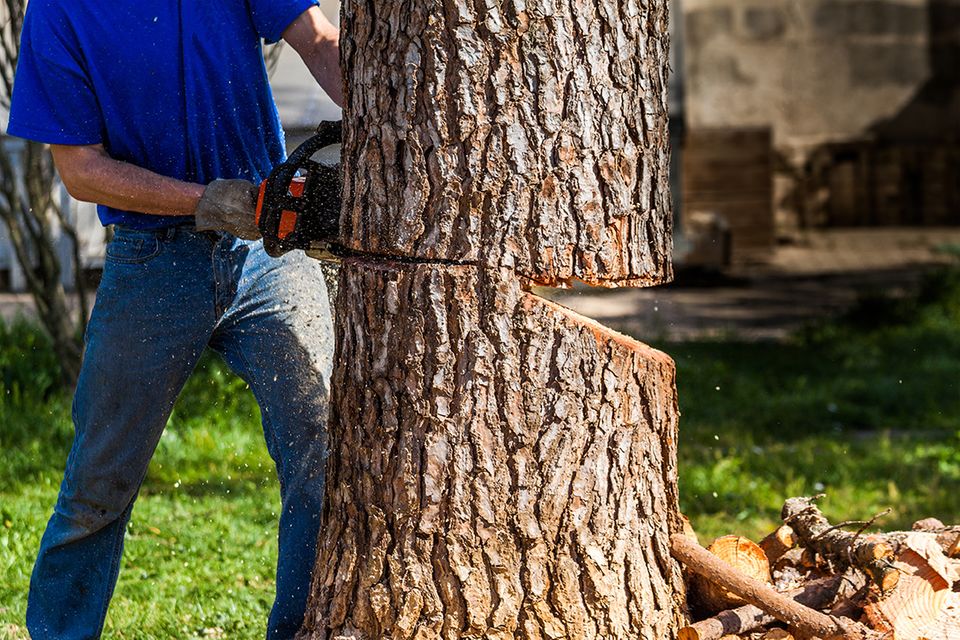 how-to-fell-a-tree-with-an-axe-the-manual