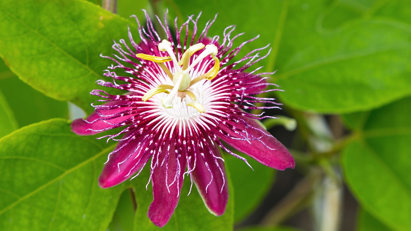 Passionsblume  berwintern, vermehren, Bltezeit - [SCHNER WOHNEN]