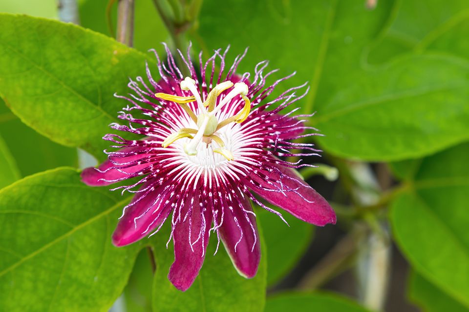 Passionsblume (Passiflora spec.) violett