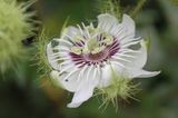 Passionsblume (Passiflora spec.) weiß