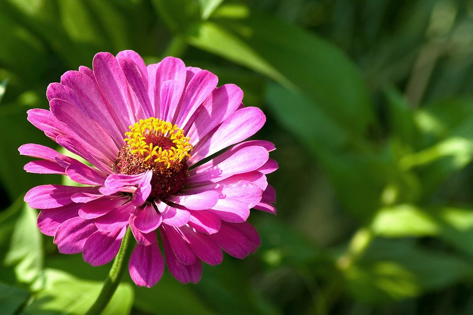 Zinnie (Zinnia spec.)