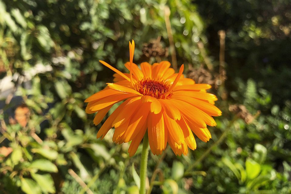 Orange Herbstblumen: Ringelblume (Calendula)