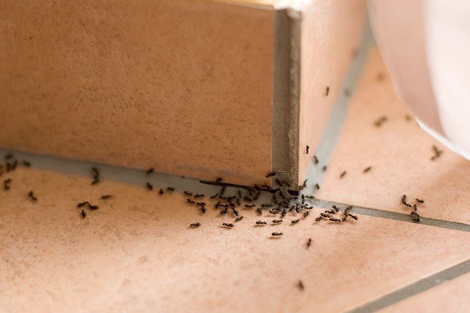 Ameisen gelangen oft auf Nahrungssuche in die Wohnung