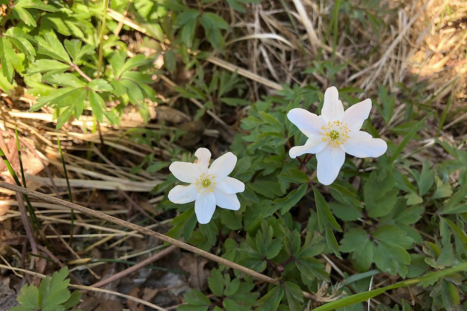 Buschwindröschen (Anemone nemorosa) Blüten weiß