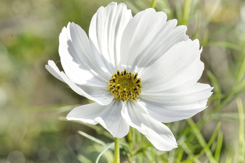 Cosmea, Schmuckkörbchen, Kosmeen (Cosmos bipinnatus) weiße Blüte