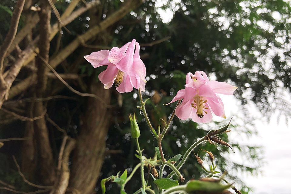 Akelei (Aquilegia spec.) rosafarbene Blüten mit Samenständen
