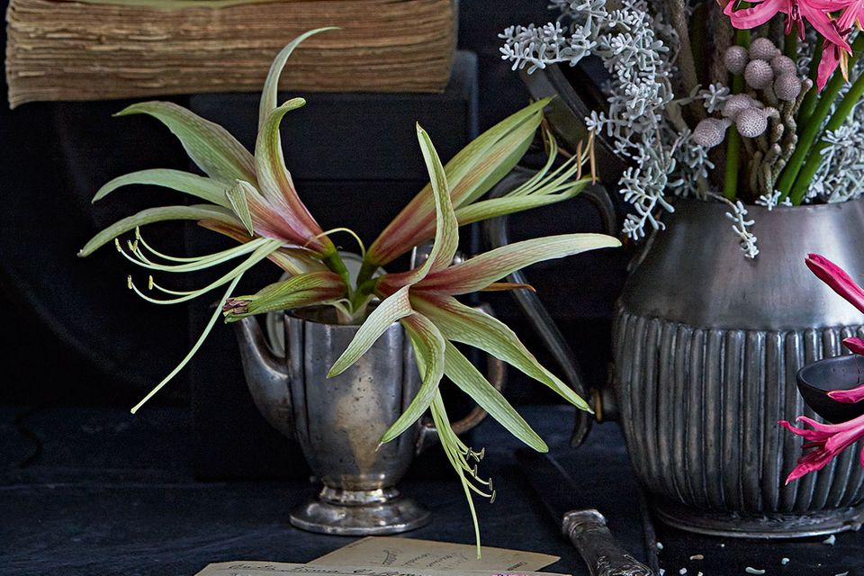Amaryllis pflegen, berwintern & mehr - [SCHNER WOHNEN]