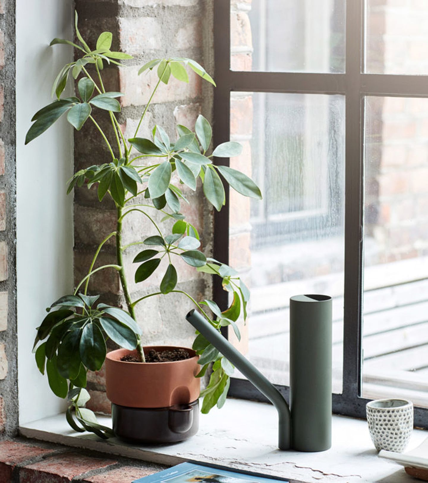 marble variegata Epipremnum Marble Variegata – Plant Studio