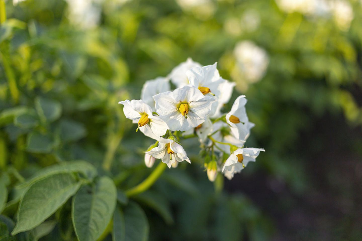 Kartoffel (Solanum tuberosum) Blüte weiß