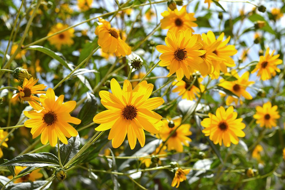 Topinambur (Helianthus tuberosus) Bild 32 [SCHÖNER WOHNEN]