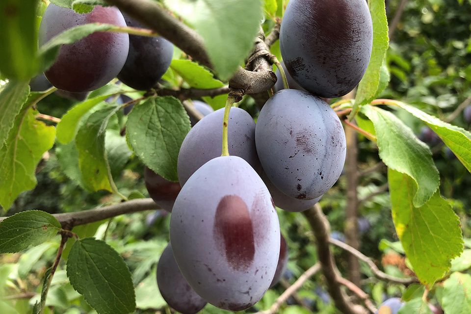 Pflaumenbaum  pflanzen, pflegen, schneiden - [SCHNER WOHNEN]