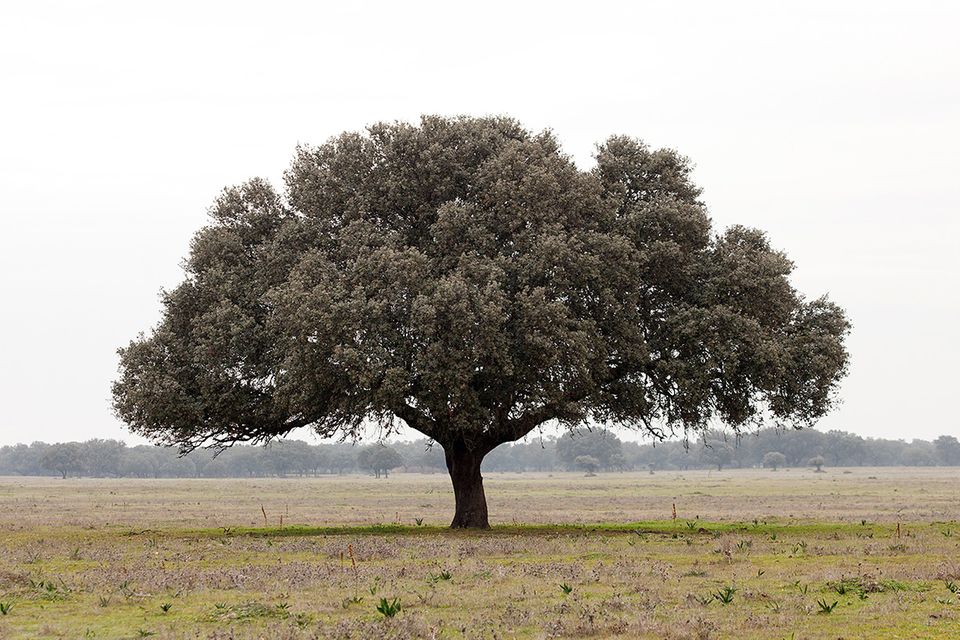 Eiche (Quercus spec.) Baum