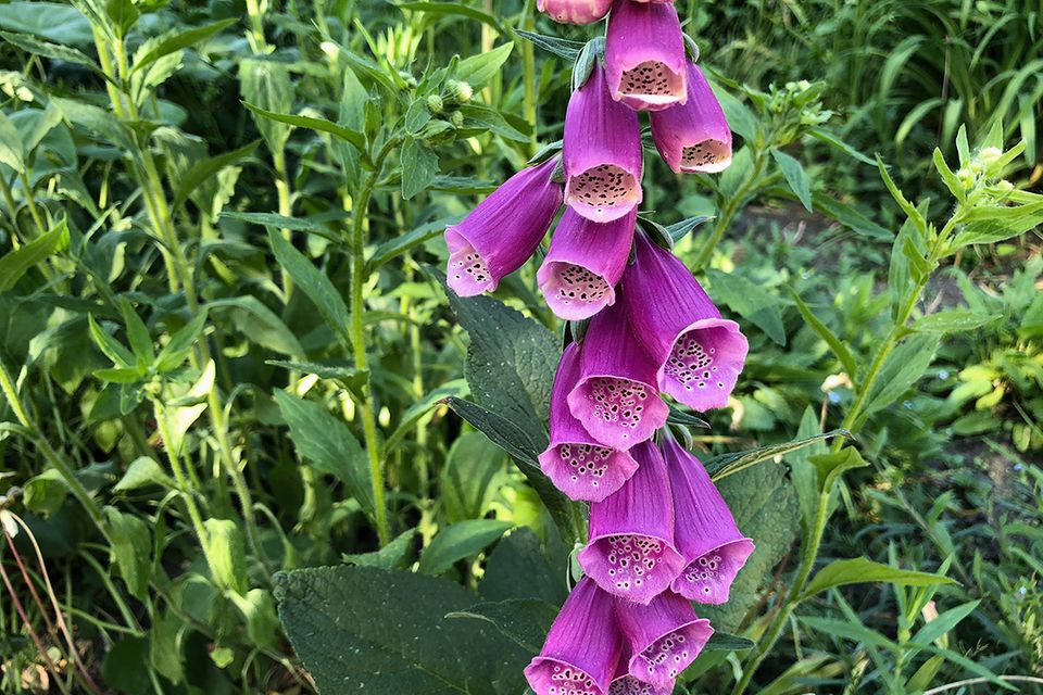 Fingerhut (Digitalis spec.) violett