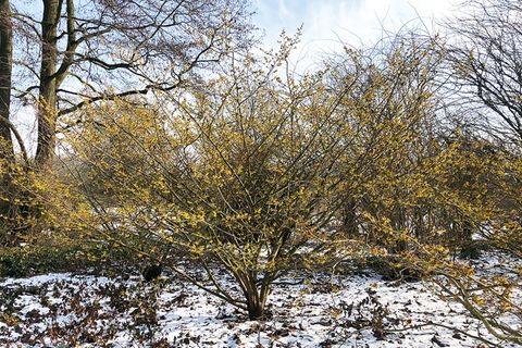 Zaubernuss (Hamamelis mollis 'Pallia') Strauch im Schnee Anfang März