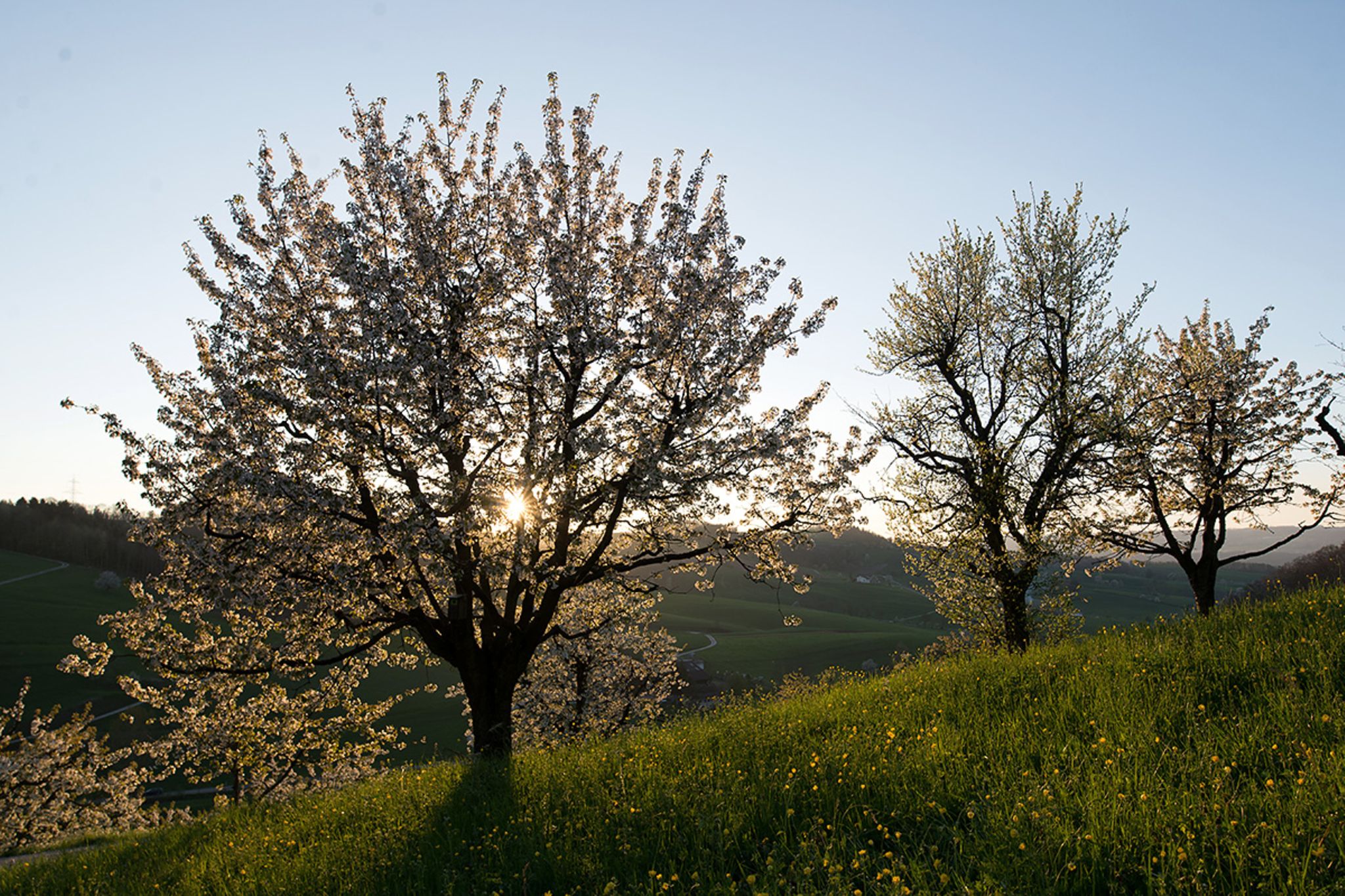 Kirschbaum – schneiden, pflanzen, WOHNEN] [SCHÖNER - Blütezeit