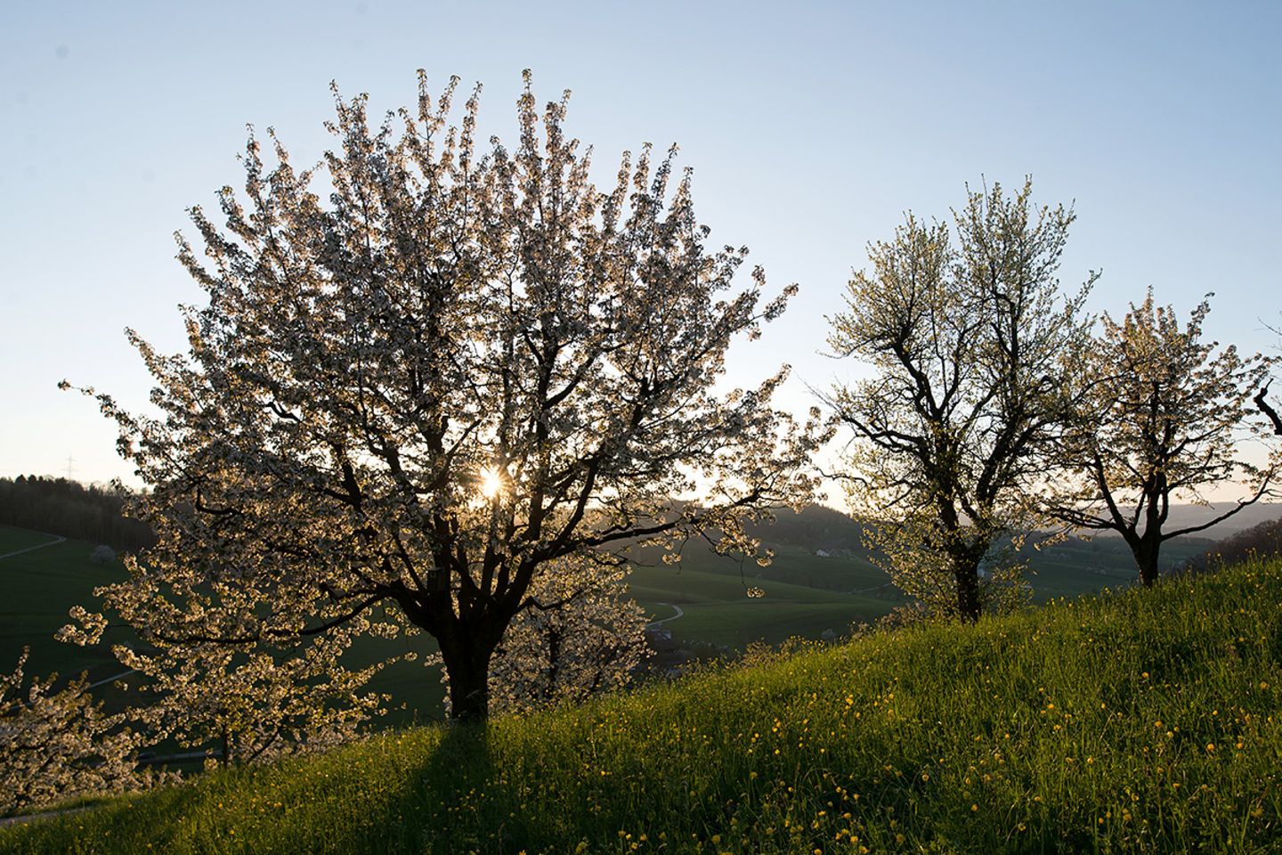 Kirschbaum  schneiden, pflanzen, Bltezeit - [SCHNER WOHNEN]