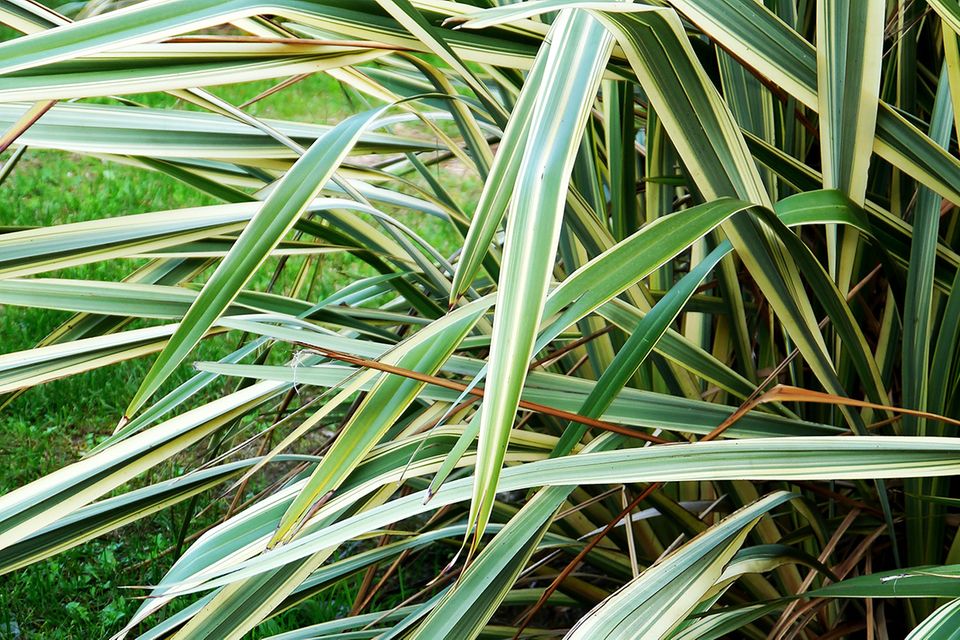 monstera burle marx Monstera Burle Marx Flame