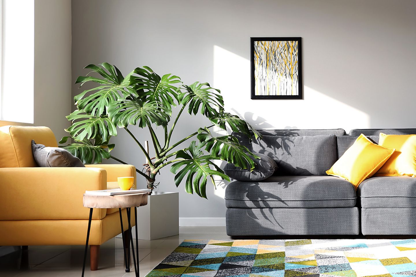 monstera steckling in erde INTENZ® | Stecklinge im Wasser | Monstera | Fensterblatt | Klein