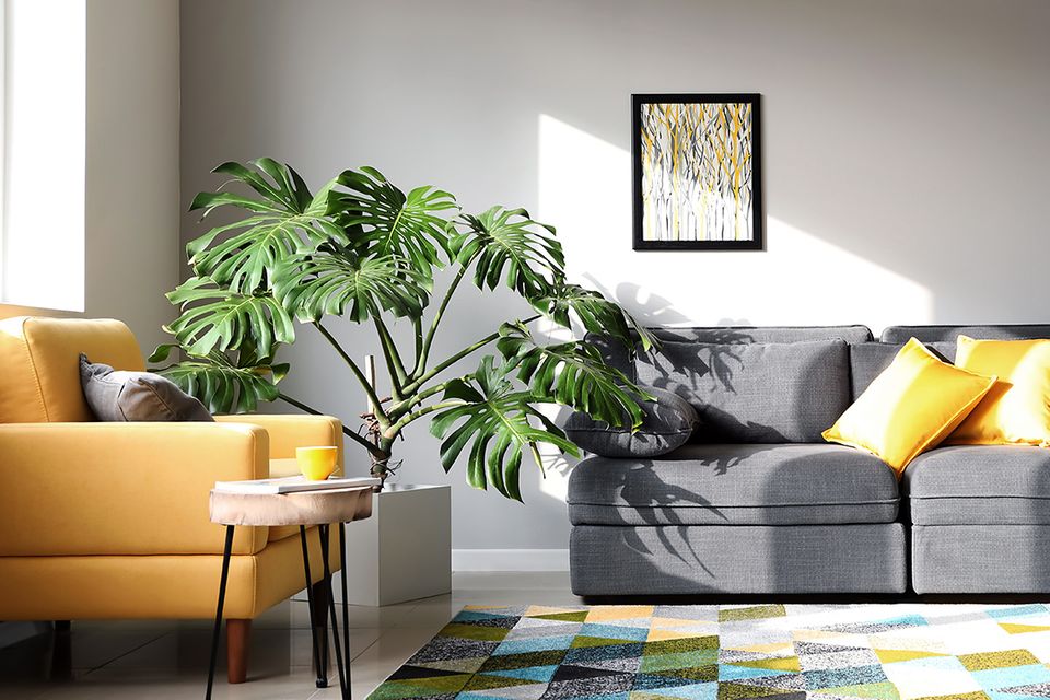 Monstera, Fensterblatt (Monstera deliciosa) - [SCHNER WOHNEN]