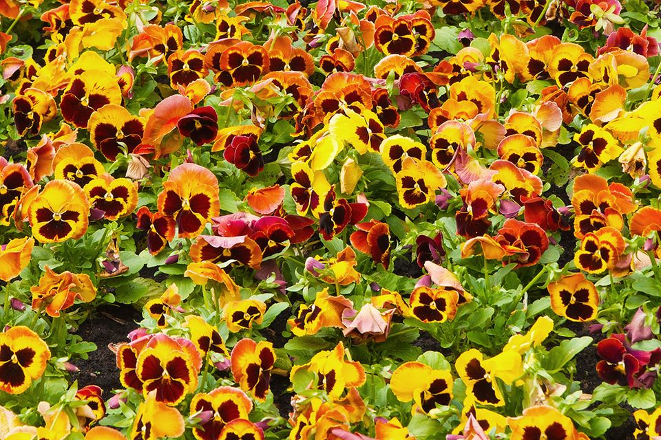 Stiefmütterchen (Viola wittrockiana und Viola tricolor) bunt