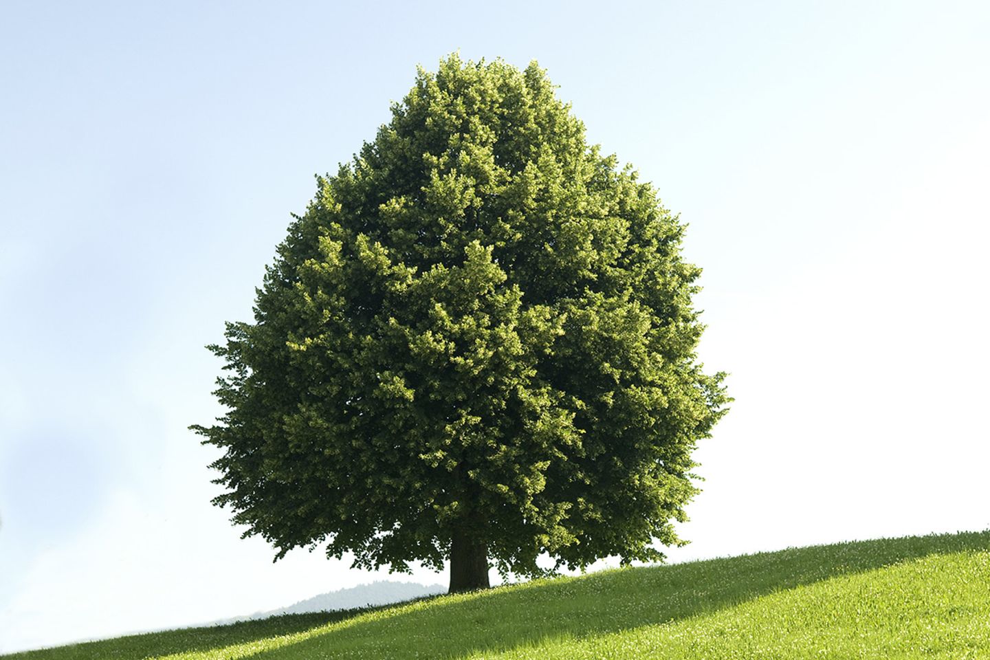 Linde (Tilia spec.) Baum