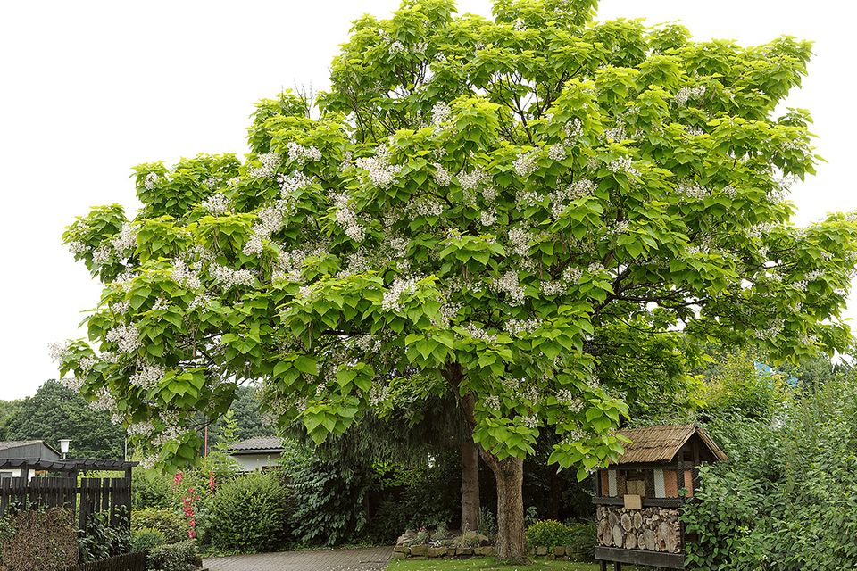 Trompetenbaum (Catalpa bignonioides) mit Blüten
