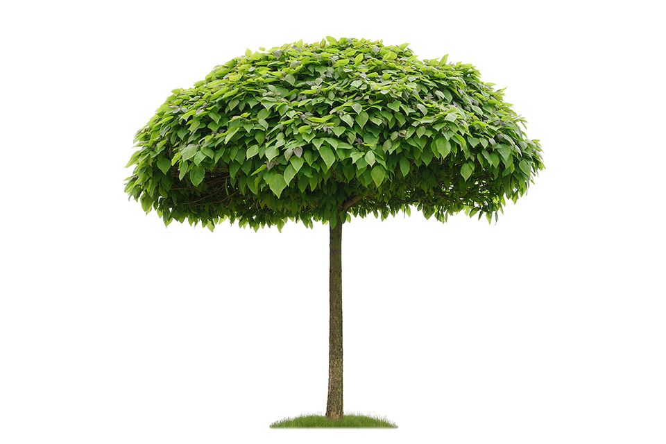 Trompetenbaum / Bohnenbaum (Catalpa bignonioides)