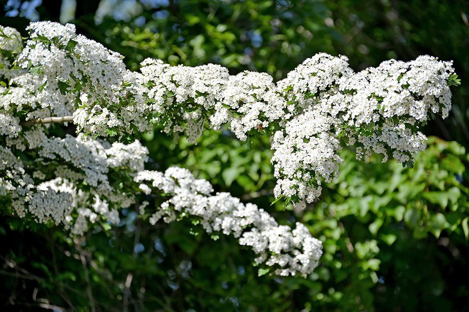 Weißdorn (Crataegus) Blüten