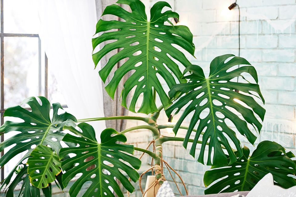 monstera deliciosa in the wild Monstera (Monstera deliciosa) – Wild Lark main image 0
