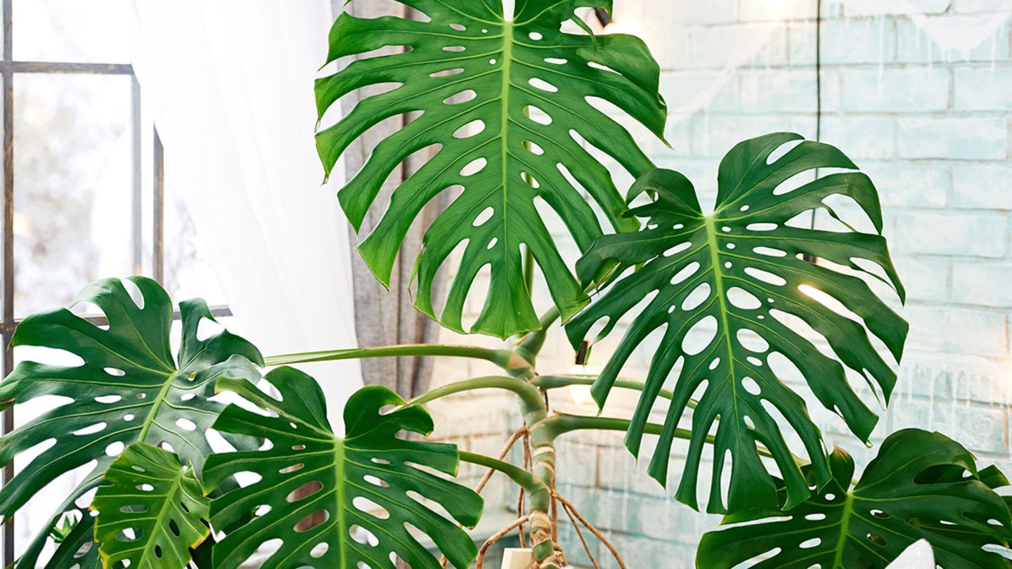 Monstera, Fensterblatt (Monstera deliciosa) - [SCHNER WOHNEN]
