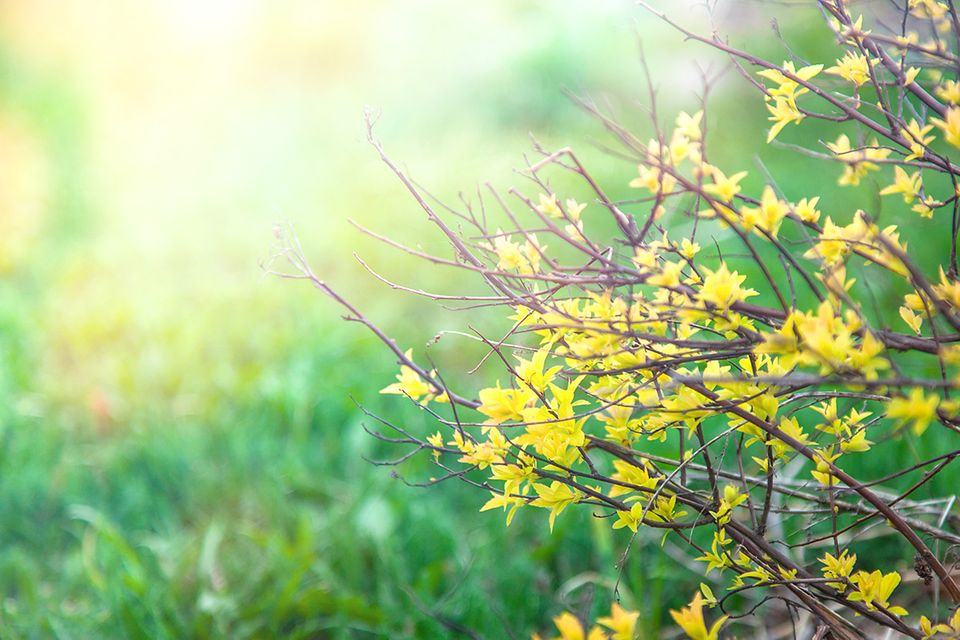 Gartenkalender: Forsythie mit Rasen