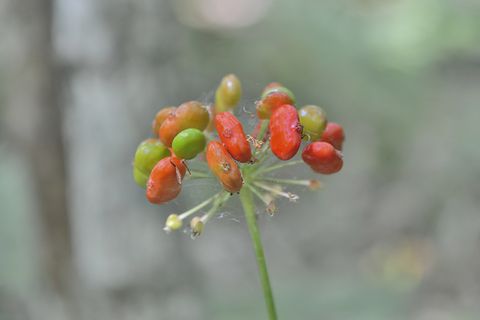 Pflanzenlexikon Pflanzen mit G [SCHÖNER WOHNEN]