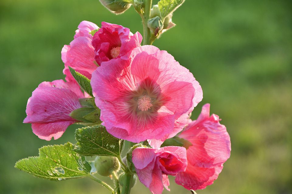 Färben mit Stockrosen