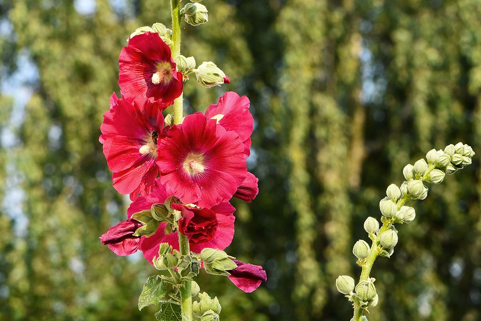 Stockrose (Alcea rosea) Blüte