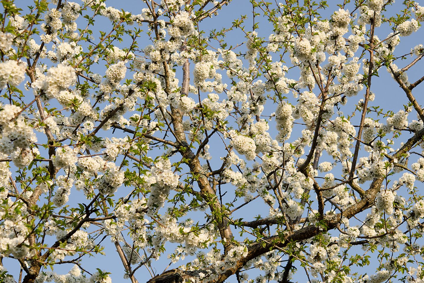 Süßkirsche, Süßkirschenbaum (Prunus avium subsp.) Blüte