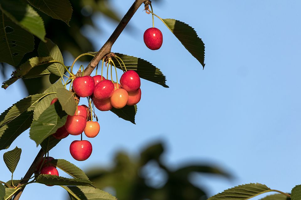 Skirschenbaum: pflanzen, ernten, verarbeiten - [SCHNER WOHNEN]