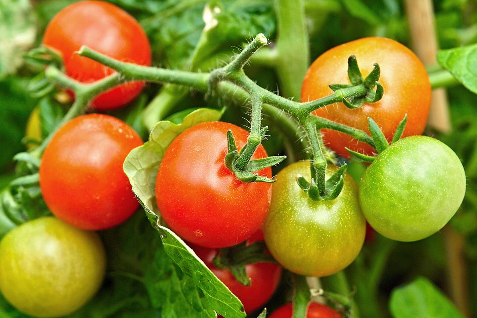 Tomate, Tomatenpflanze (Solanum lycopersicum)