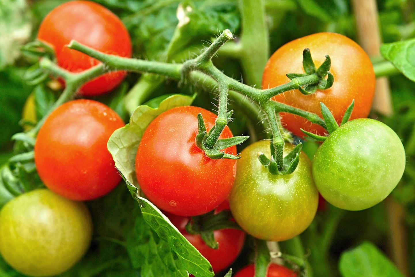 Tomaten pflanzen, pflegen, schneiden - [SCHNER WOHNEN]