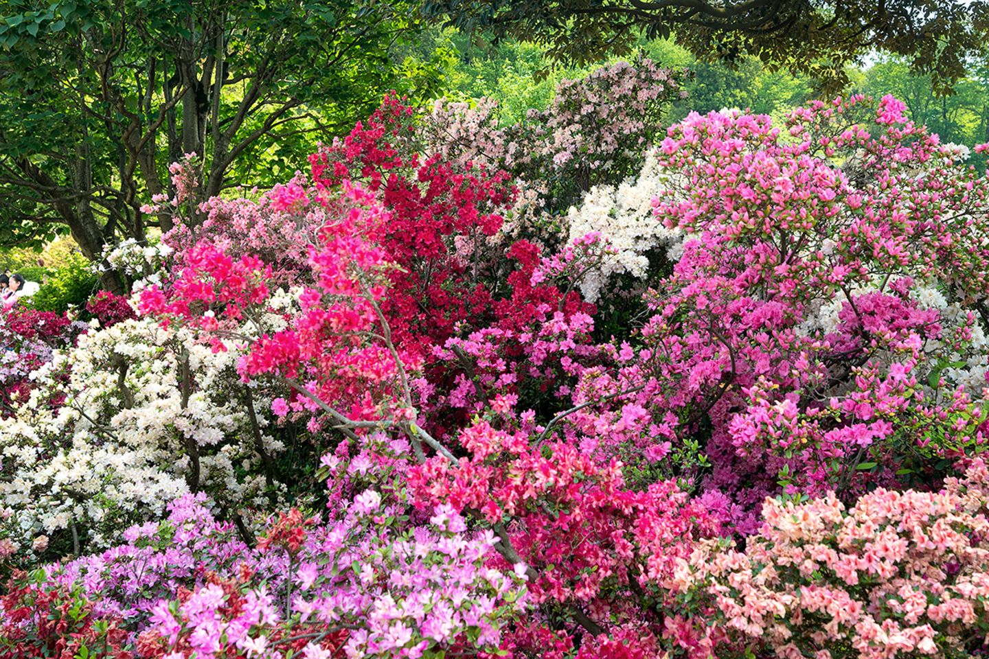 Gartenazalee (Rhododendron obtusum, Rhododendron luteum)