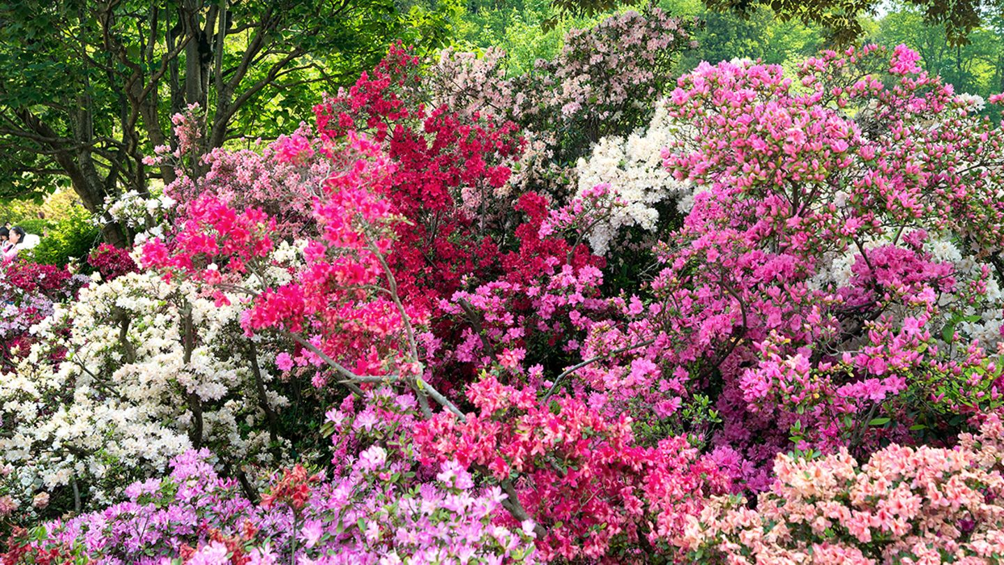 Gartenazalee: Japanische Azalee und Knap-Hill-Azalee - [SCHNER WOHNEN]