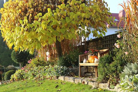Gartenkalender Oktober: Goldener Herbst mit Kürbis