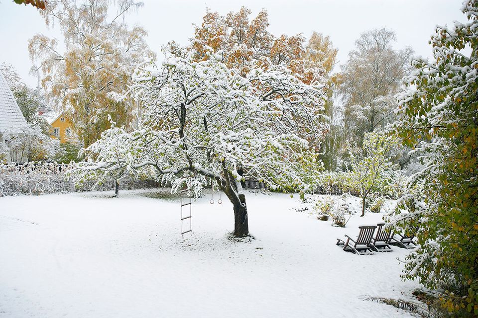 Garten im Dezember mit Schnee