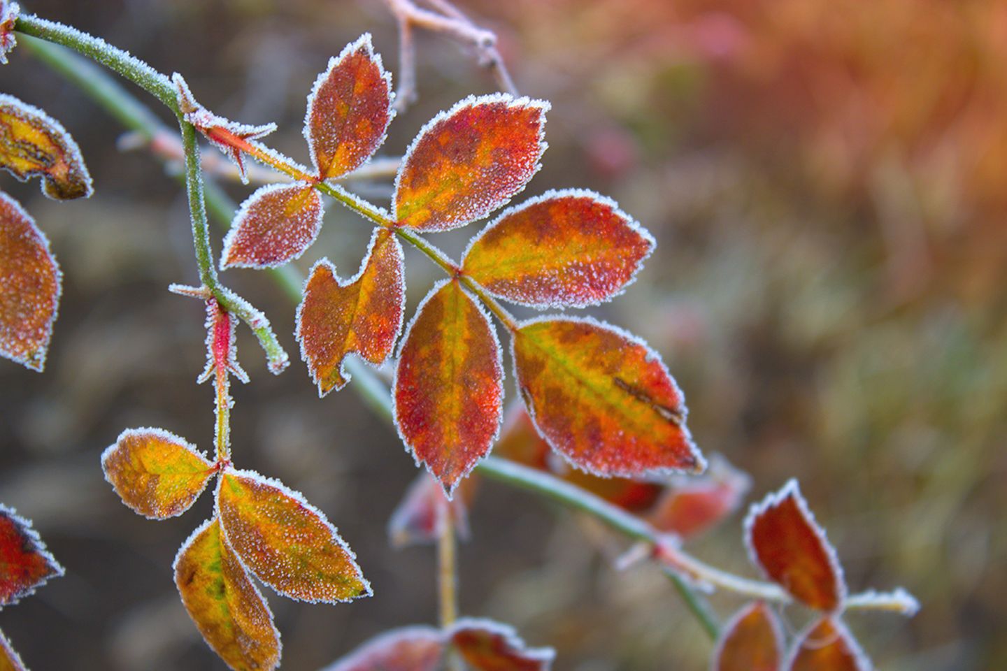 Gartenkalender November: Blätter mit Raureif