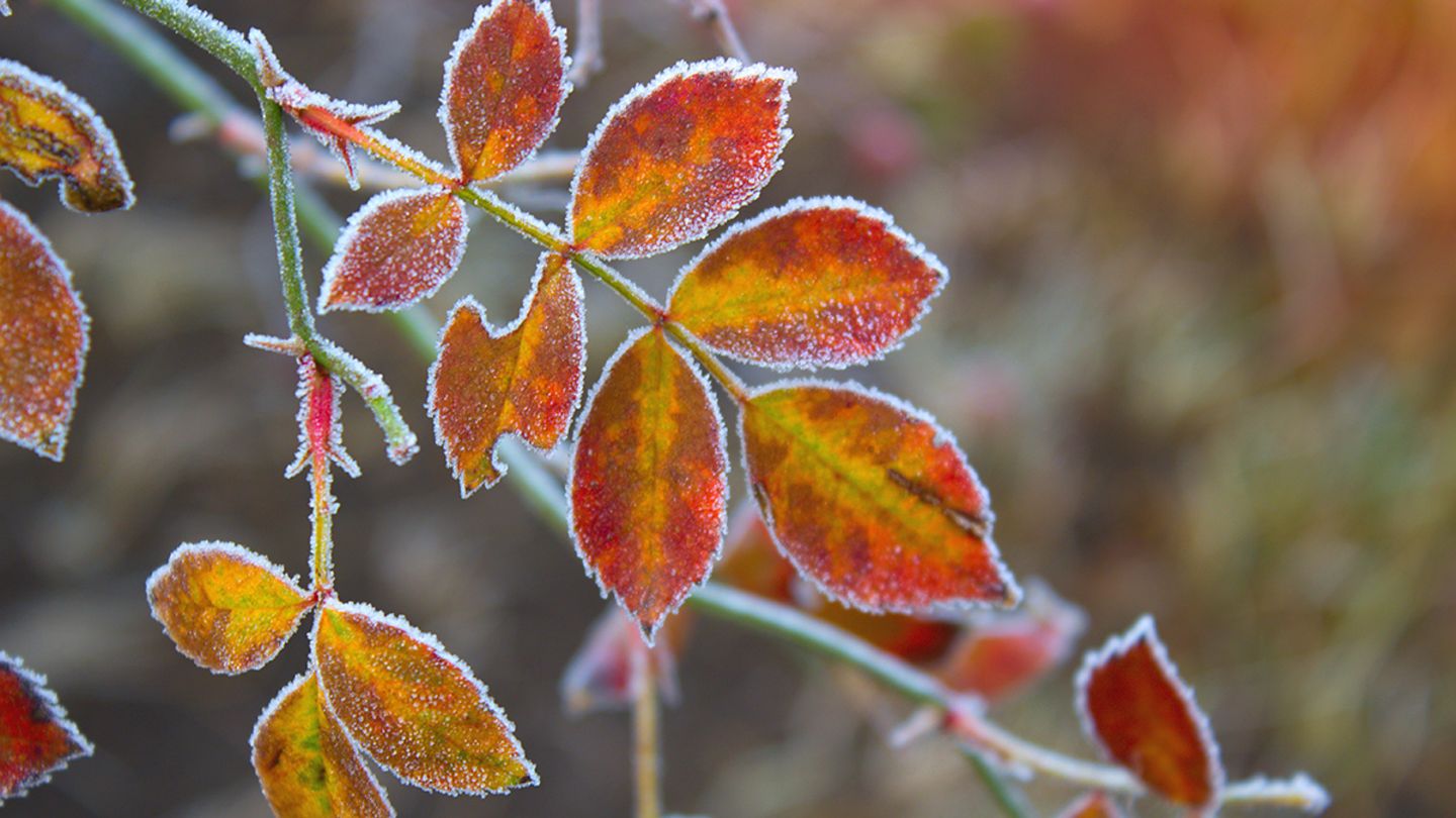 Gartenarbeit im November [SCHÖNER WOHNEN]