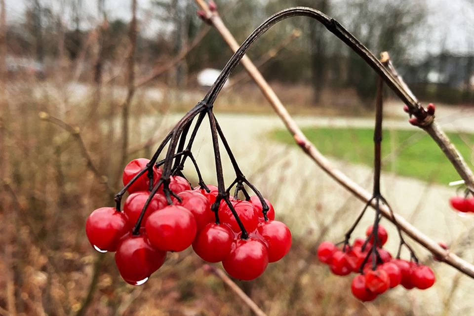 Schneeball-Früchte, Viburnum Schneeball-Früchte, Viburnum