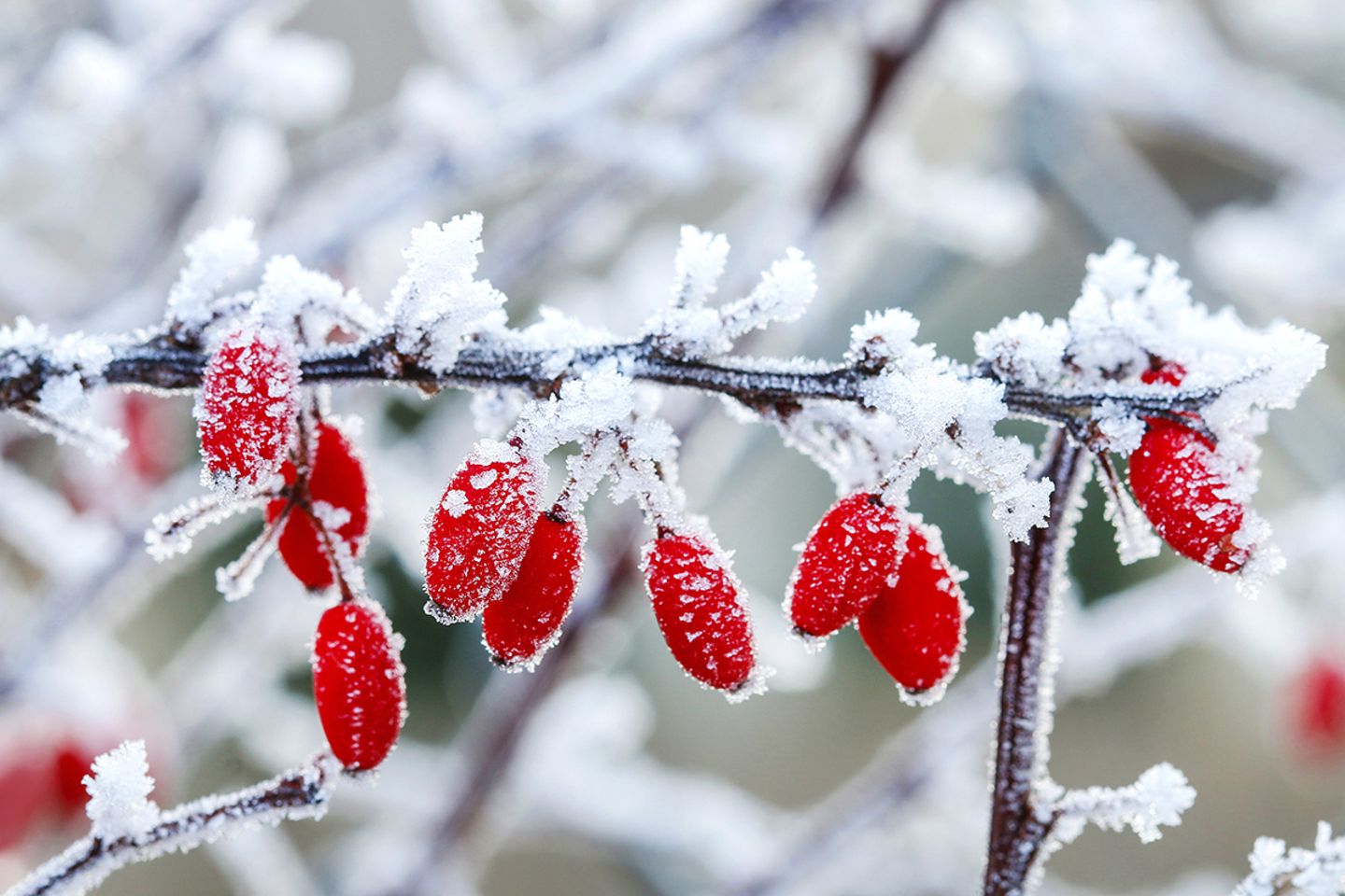 Gartenkalender Januar: Rote Beeren im Schnee