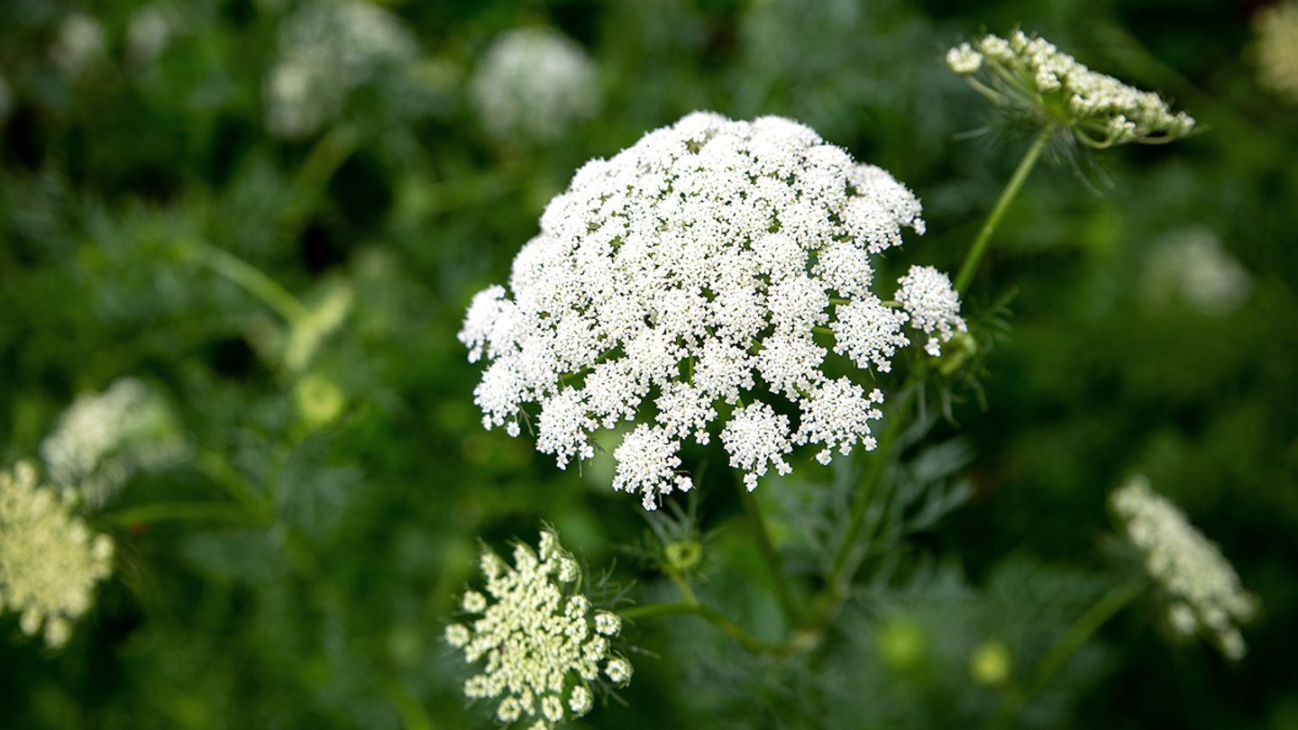 womit dünge ich lavendel Lavendel Dünger von Flora Boost für gesunde Pflanzen und blühenden Garten main image 1